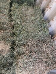 дом кролика: Продаю Сено чистый, 3ти укос Салома чистый!