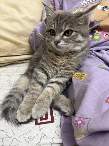 британская голубая короткошерстная кошка: Котёнок серо-полосатого окраса (табби). Пуховая шёрстка средней длины