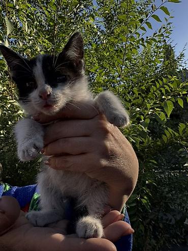 котенок отдам даром: Мальчик. Отдам даром. Котёнок черно-белого окраса Около 3-4 месяцев — 5