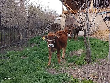 Коровы, быки: Продаю | Тёлка, Музоо, торпок — 9