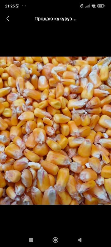 мака кукуруза: Кукуруза Оптом, Платная доставка