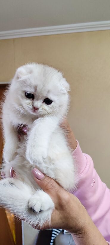 купить вислоухого котенка в бишкеке: Скотиш Фолд (Шотландская вислоухая), 1 месяц, Мальчик, Серебристая шиншилла, Приучена к лотку, Проглистована