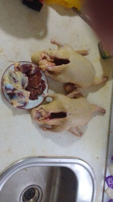 Ördəklər: Lal ördek balaları 1 ana 13 bala 3 heftelikdiler aqır çekili rengleri — 8