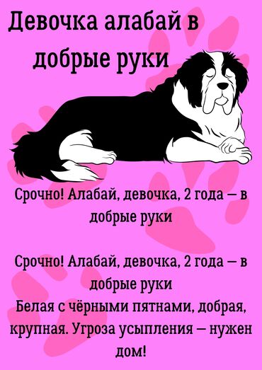 американский бульдог: Срочно! Алабай, 2 года — в добрые руки (сука) Отдаётся в добрые и