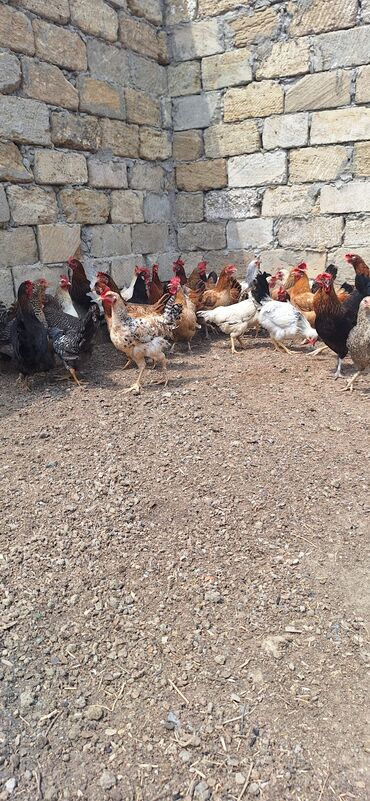 Cücələr: Toyuq, Damazlıq, Ödənişli çatdırılma
