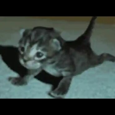 срочно продаю в связи с переездом: Услуги ветеринара усыпляют только кошек эвтаназия