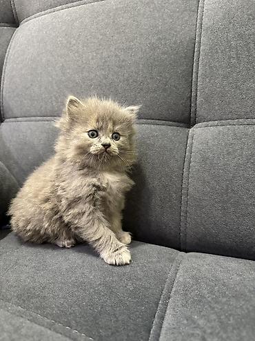Продажа кошек: Продаю котят Шотландская вислоухая.Котята здоровые,живые,очень — 8