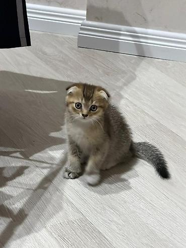 pişik tualet: Şotland, Dişi, Erkək, Yaxşı əllərə, Ünvandan götürmə — 1