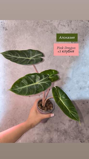 сциндапсус: Распродажа Комнатных растений: Аглаонема Алоказия Сциндапсусы — 4