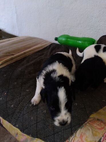 для животных: Отдам щенков в хорошие руки на фото мама и папа из щенков 4 мальчика