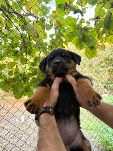 İtlər: Rotveyler, 2 ay, Dişi, Peyvəndli, Ünvandan götürmə — 4