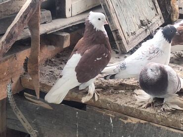 Птицы: Породистые декоративные голуби (разные масти и типы оперения) — 10