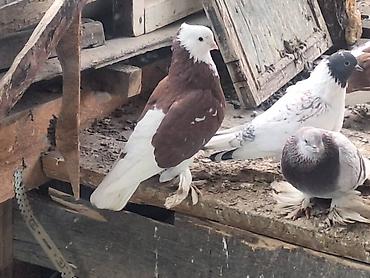 Другие с/х животные: Породные голуби декоративных линий. Описание: - Разноцветные окрасы — 10