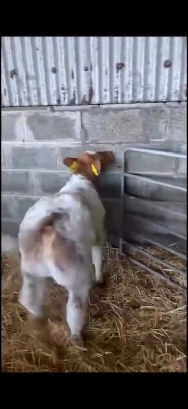 Dana, buzov: Satılır: erkək balalıq (dana) Xüsusiyyətlər: - Rəng: ağ-qırmızı — 10