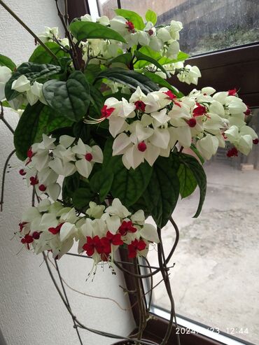 растение: Продаю комнатные цветы