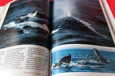 Knjige: NATIONAL GEOGRAPHIC JUN 1987. | National Geographic Jun 1987 — 5