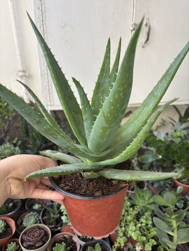 Otaq bitkiləri: Aloe Vera müalicəvi növ