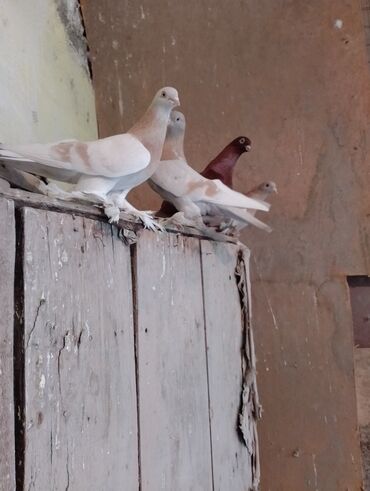птицы дакан: Продажа готовые пары тасманы