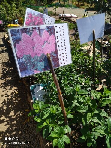 Другой домашний декор: Гортензия метельчатая многолетний красивый цветок. Зимостойкий, можно