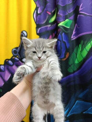 Продажа кошек: Продаются котята шотланской породы at lalafo.kg — 13 Продажа кошек: Продаются котята шотланской породы — 13