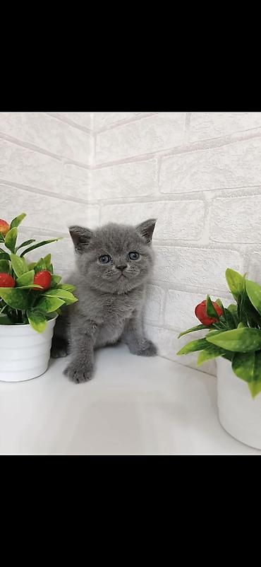 pişik cutləşdirmə: Britan, Erkək, Ödənişli çatdırılma — 7