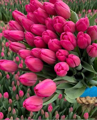 Организация мероприятий: Открываем бронирование 2026 г.Тюльпаны оптом самые яркие,сочные цвета — 5