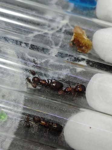Муравьи Camponotus nicobarensis 1 матка 3 рабочих - 500 2 матки 5-6 lalafo.kg да — 1 Муравьи Camponotus nicobarensis 1 матка 3 рабочих - 500 2 матки 5-6 — 1