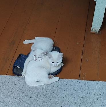 котята дарлм: 🚨Белые котята турецкой ангоры, с разными. Мальчик и девочка (4 — 5