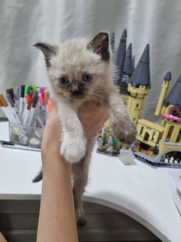 мейн кун бишкек питомник lyubushka купить котенка цена: Кошка даром: Беспородная, 2 месяца, Девочка, Метис