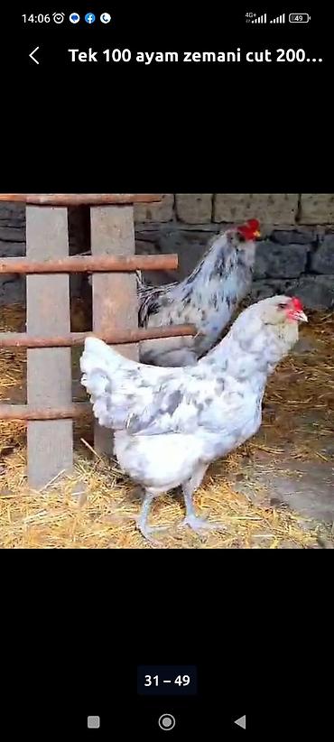 Toyuqlar: Toyuq, Ətlik -da lalafo.az — 8 Toyuqlar: Toyuq, Ətlik — 8