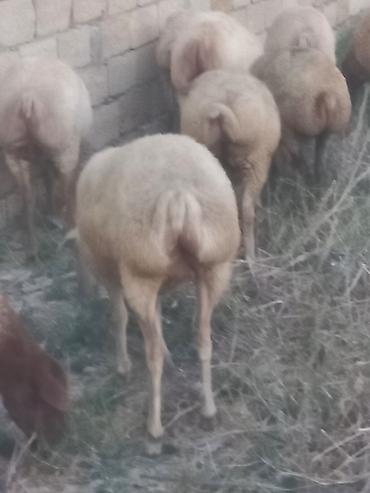 at və eşşəyin cütləşməsi: Salam 20 heyavandı 1ədədi erkək qoç 2dənədə erkək toxlu 17 dişi — 10
