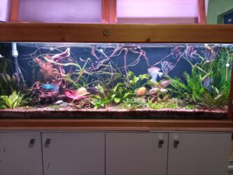 домики для птиц: Продам аквариум фирмы три кита 350 литров чистыми с оборудованием