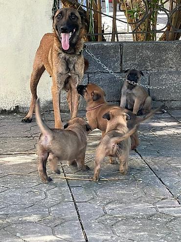 çöl iti: Belçika çoban iti, 2 ay, Dişi, Peyvəndli, Pulsuz çatdırılma — 4