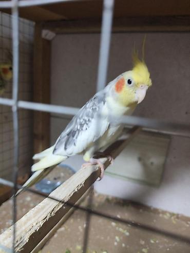 feniks qusu: Cüt Corella satılır 65azn istəyən olsa zəng və yaza bilər — 4