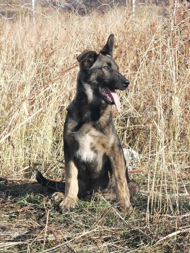 щенки черной немецкой овчарки купить: Жөнөкөй ит, 4 айлык, Эркек