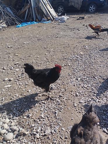 Куры, петухи: Продаю | Петух | Для разведения — 4