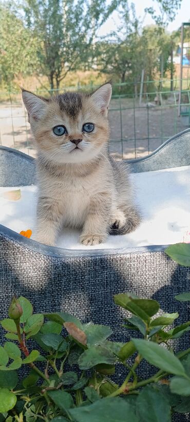 белая кошка: Скотиш Фолд (Шотландская вислоухая), 1 месяц, Мальчик, Золотая шиншилла, Приучена к лотку, Проглистована