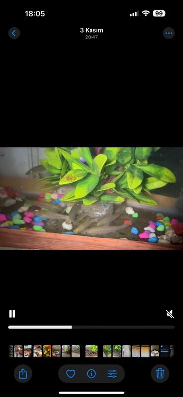 Balıqlar: Sülhsevər, Ünvandan götürmə -da lalafo.az — 11 Balıqlar: Sülhsevər, Ünvandan götürmə — 11