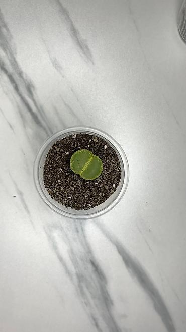 Кактусы: В наличии ❗️‼️ Самые необычные цветы😍как будто с другой планеты 🪐 — 19