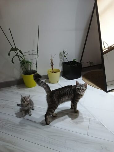 корм для кошек и котят: Отдам кошку и ее 5 котят в хорошие руки