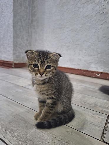 скоттиш фолд черный цена: Шотландские вислоухие котята - Окрас: классический черный (солид) и — 2