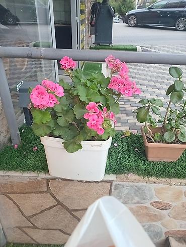 Растения: Məhsul: Saksi geranium (zonal sardunya) – çəhrayı çiçəkli Təsvir: - — 2