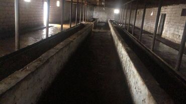 Torpaq sahələrinin satışı: 48 sot, Kənd təsərrüfatı, Makler, Kupça (Çıxarış) — 17