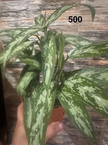 Другие комнатные растения: Комнатные растения — 8