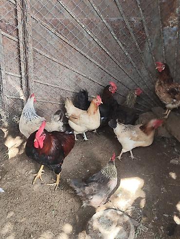 kənd colpası satışı: 🐔 YUMURTUYAN TOYUQLAR SATILIR! 🥚 10 ədəd yumurtuyan toyuqdur. Toyuqun — 2