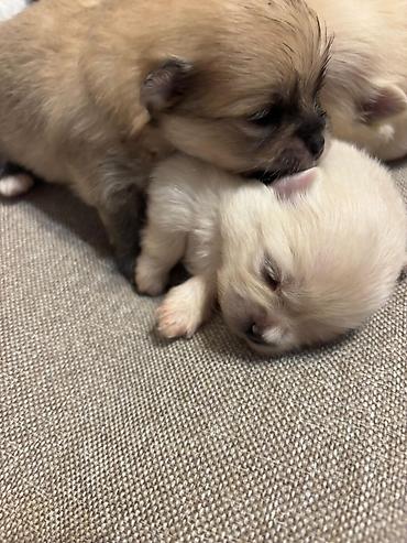 İtlər: Şpitz, 1 ay, Ünvandan götürmə — 6