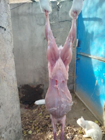 Ət: Salam temiz kaliforniya sortu🐇 dovsha eti isdeyen — 19