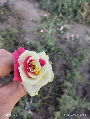 Садовые цветы и кустарники: Саженцы цветка: Розы — 14