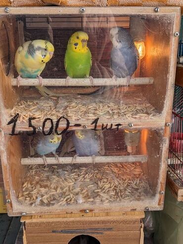 игрушки для волнистых попугаев: Продаю волнистых попугаев. Домашнее разведение. А также вальеры и