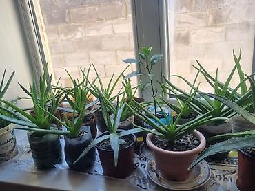 pet банки: Алоэ (Aloe vera) в горшках — домашние суккуленты - Разные экземпляры — 1
